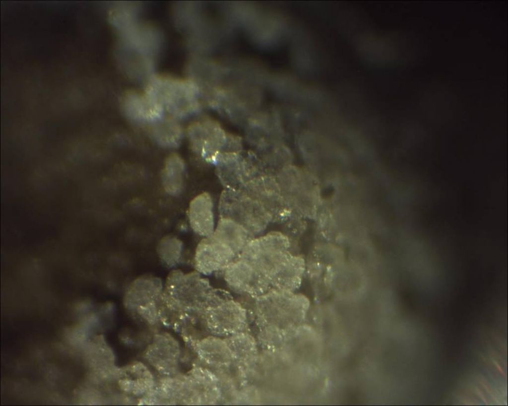 Sconosciuto myxo nivicolous da Olympos